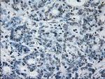 ID3 Antibody in Immunohistochemistry (Paraffin) (IHC (P))