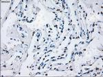 ID3 Antibody in Immunohistochemistry (Paraffin) (IHC (P))