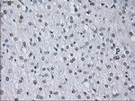 ID3 Antibody in Immunohistochemistry (Paraffin) (IHC (P))