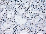 ID3 Antibody in Immunohistochemistry (Paraffin) (IHC (P))