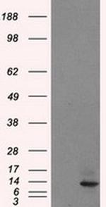 ID3 Antibody in Western Blot (WB)