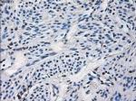 CYP2E1 Antibody in Immunohistochemistry (Paraffin) (IHC (P))