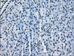 ERAB Antibody in Immunohistochemistry (Paraffin) (IHC (P))