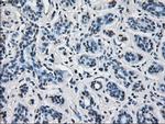 ERAB Antibody in Immunohistochemistry (Paraffin) (IHC (P))