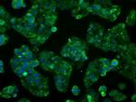 CYP2E1 Antibody in Immunocytochemistry (ICC/IF)