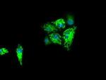 IDH3A Antibody in Immunocytochemistry (ICC/IF)