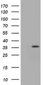 IDH3A Antibody in Western Blot (WB)