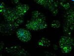 IDH3A Antibody in Immunocytochemistry (ICC/IF)