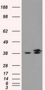 IDH3A Antibody in Western Blot (WB)