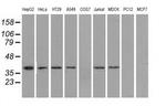 IDH3A Antibody in Western Blot (WB)