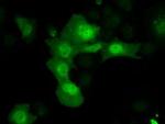 AKR1A1 Antibody in Immunocytochemistry (ICC/IF)