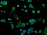 AKR1A1 Antibody in Immunocytochemistry (ICC/IF)