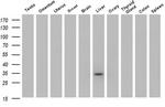 Livin Antibody in Western Blot (WB)