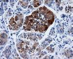 DCXR Antibody in Immunohistochemistry (Paraffin) (IHC (P))