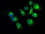 PKMYT1 Antibody in Immunocytochemistry (ICC/IF)