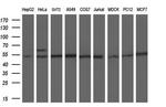 PKMYT1 Antibody in Western Blot (WB)