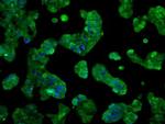 GBE1 Antibody in Immunocytochemistry (ICC/IF)