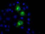 PKMYT1 Antibody in Immunocytochemistry (ICC/IF)