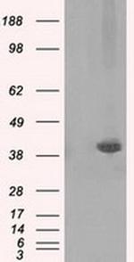 Pleckstrin Antibody in Western Blot (WB)