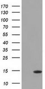 CISD1 Antibody in Western Blot (WB)