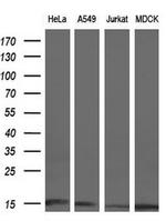 CISD1 Antibody in Western Blot (WB)