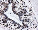 HIPPI Antibody in Immunohistochemistry (Paraffin) (IHC (P))