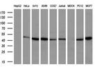 HIPPI Antibody in Western Blot (WB)