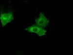 PSMC3 Antibody in Immunocytochemistry (ICC/IF)