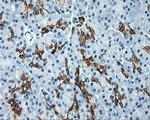 Serine racemase Antibody in Immunohistochemistry (Paraffin) (IHC (P))