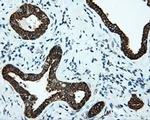 Serine racemase Antibody in Immunohistochemistry (Paraffin) (IHC (P))