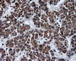 Serine racemase Antibody in Immunohistochemistry (Paraffin) (IHC (P))