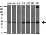 Serine racemase Antibody in Western Blot (WB)