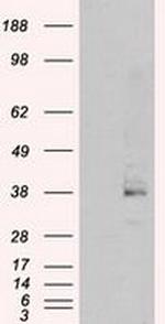 Serine racemase Antibody in Western Blot (WB)