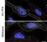 Annexin A11 Antibody in Immunocytochemistry (ICC/IF)