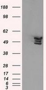 Annexin A11 Antibody in Western Blot (WB)