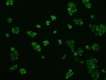 KIAA1609 Antibody in Immunocytochemistry (ICC/IF)