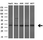 Serine racemase Antibody in Western Blot (WB)