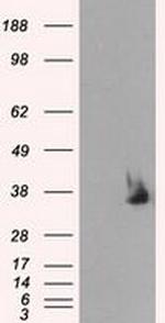 Serine racemase Antibody in Western Blot (WB)