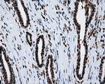 SIL1 Antibody in Immunohistochemistry (Paraffin) (IHC (P))