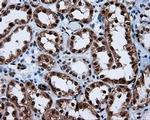 SIL1 Antibody in Immunohistochemistry (Paraffin) (IHC (P))