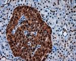 SIL1 Antibody in Immunohistochemistry (Paraffin) (IHC (P))