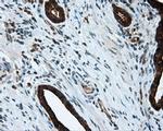 RF1ML Antibody in Immunohistochemistry (Paraffin) (IHC (P))