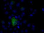 NPR3 Antibody in Immunocytochemistry (ICC/IF)