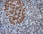 NPR3 Antibody in Immunohistochemistry (Paraffin) (IHC (P))