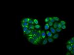 KCTD5 Antibody in Immunocytochemistry (ICC/IF)