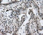 PTPRE Antibody in Immunohistochemistry (Paraffin) (IHC (P))