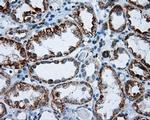 RIC8A Antibody in Immunohistochemistry (Paraffin) (IHC (P))