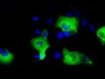 SHC Antibody in Immunocytochemistry (ICC/IF)