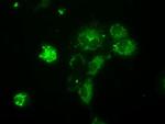 NME4 Antibody in Immunocytochemistry (ICC/IF)