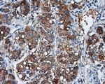 NME4 Antibody in Immunohistochemistry (Paraffin) (IHC (P))